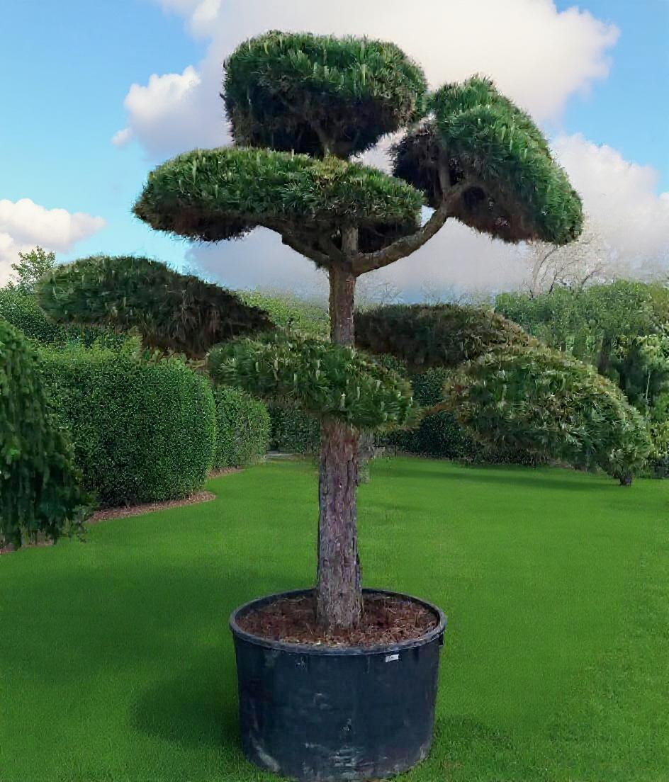 Schwarzkiefer als Formgehölz (Pinus nigra) - immergrüner Solitär für Steingärten